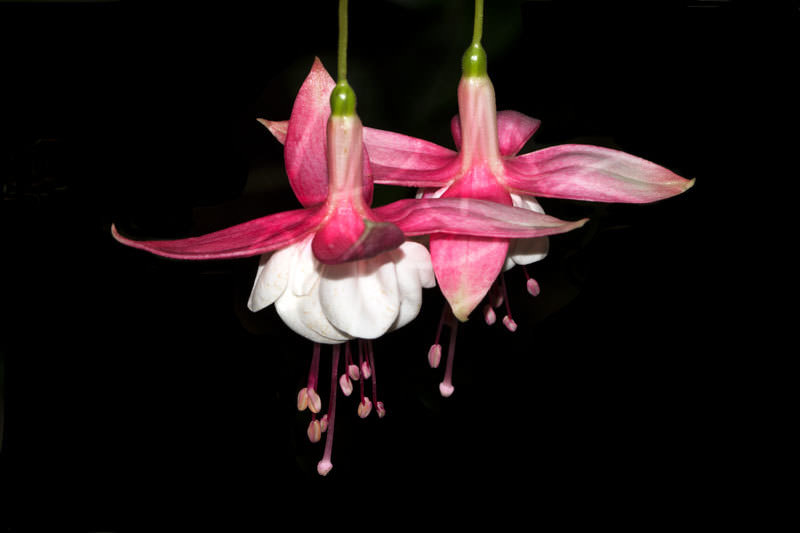 Fuchsia x hybrida